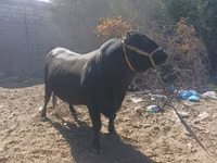 Buqa, Aberdin – Angus — 6-rasm