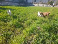 Cabra, Cabras — foto 6