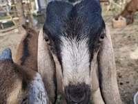 Ешкі, Nubian Goat — 1-сурет