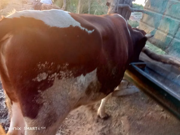 Bulle, Simmental cattle