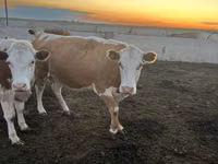 Kuh, Simmental cattle — Foto 4