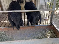 Ovejas (lote, sexo no especificado), Arashan sheep — foto 1