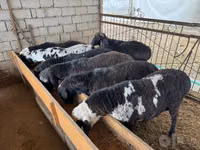 Ram, Rhon sheep — photo 3