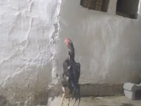 Chickens — الصورة 1