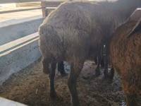 Schaf, Arabi sheep — Foto 3