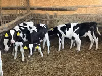 सांड, Russian Black pied cattle — फ़ोटो 5
