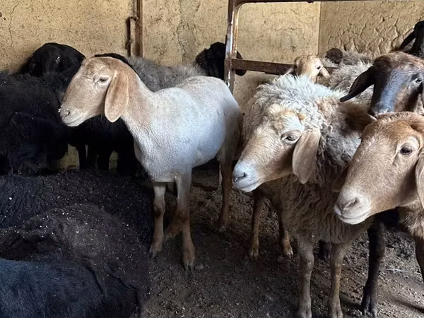 Schaf, Arashan sheep