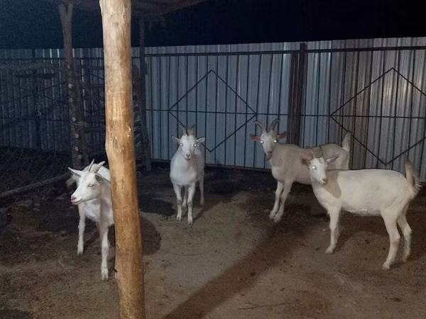 Echki, Saanen goat