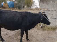 गाय, Russian Black pied cattle — फ़ोटो 3