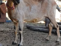 母山羊, Alpine goat — 照片 2