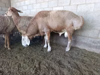 Ram, Arashan sheep — photo 4