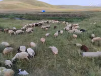 Schaf, Balbas sheep — Foto 5