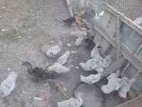 Ducks — 1-сурет
