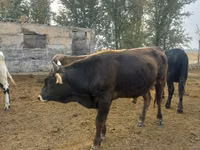 ثور, Russian Black pied cattle — الصورة 4