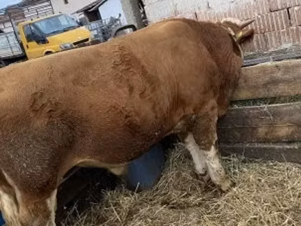 Bull, Hungarian Grey breed