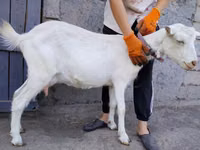 Ziege, Saanen goat — Foto 4