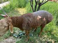 Кочкор, Койлор — сүрөт 8