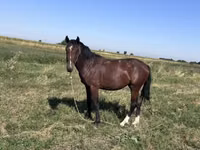 Ат, Аттар — сүрөт 3