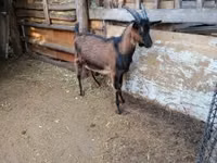 Cabro, Alpine goat — foto 2