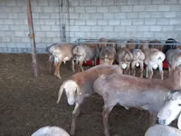 Qoʻy, Arashan sheep — 2-rasm