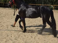 حصان, Friesian — الصورة 3