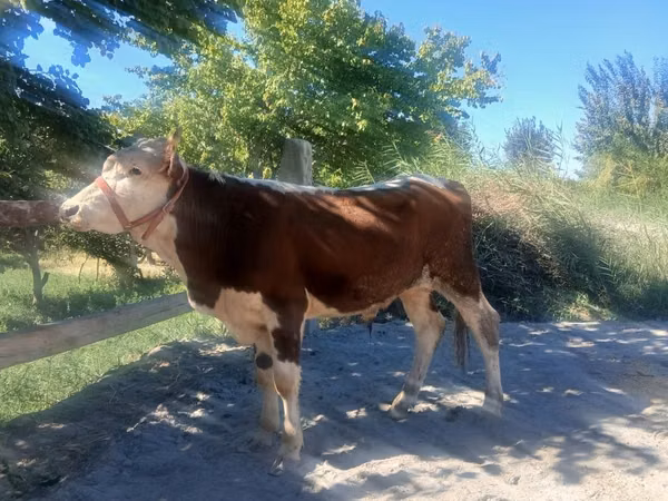 公牛, Simmental cattle — 乌兹别克斯坦