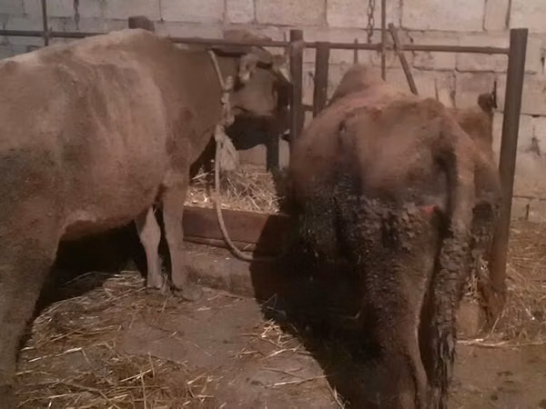 गाय, मवेशी