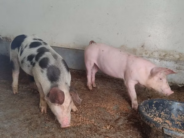 母猪, Pigs