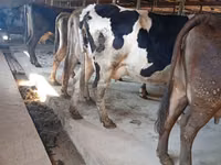 Sigir, Swiss cattle — 1-rasm
