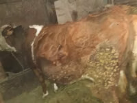 गाय, Simmental cattle — फ़ोटो 4