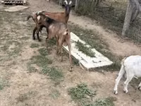 Ziege, Alpine goat — Foto 1