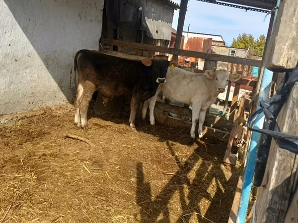 Bulle, Swiss cattle — Kasachstan