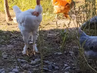 Chickens — Foto 2