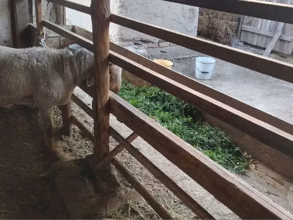 كبش, الأغنام — أوزبكستان