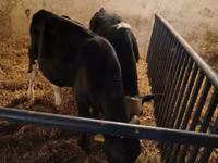 Toro, Russian Black pied cattle — foto 6