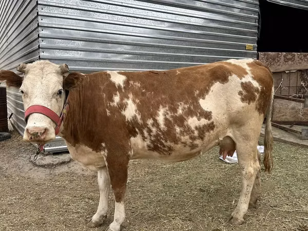 母牛, Simmental cattle — 吉尔吉斯斯坦