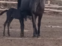 Toychoq, Kazakh horse — 2-rasm