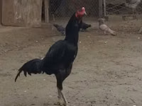 Chickens — 1-rasm