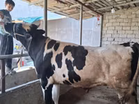 Bulle, Russian Black pied cattle — Foto 2