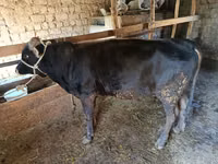 ثور, الماشية — الصورة 3