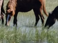 母马, Horse breed — 照片 2