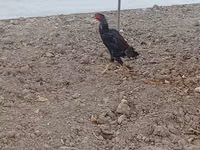 Chickens — Foto 5