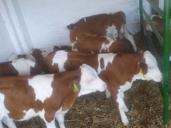 Bovinos (lote, sexo no especificado), Simmental cattle
