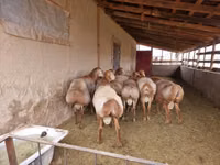 كبش, Arashan sheep — الصورة 3