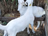 Ziegenbock, Saanen goat — Foto 2