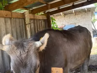 母牛, Swiss cattle — 照片 3