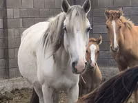 Stute, Mugalzhar horse — Foto 4