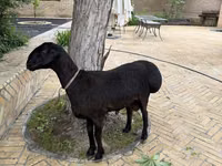公羊, Sheep — 照片 1