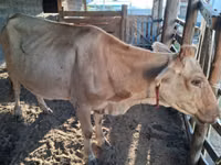 Kuh, Latvian Blue cattle — Foto 4