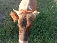 Bovinos (lote, sexo no especificado), Ganado vacuno — foto 2